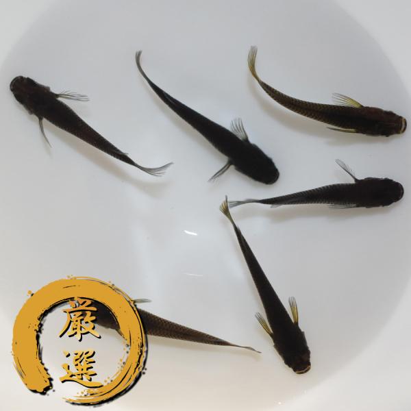 メダカ 黒天幻龍（光体型入り）（2） めだか 3ペア 生体 レビュー特典（産卵床＆餌）あり