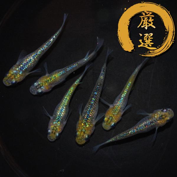 メダカ 8ビート メダカ めだか めだか 3ペア 生体 レビュー特典（産卵床＆餌）あり