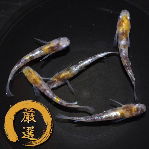 メダカ 花魁 メダカ めだか めだか 2ペア+メス 生体 レビュー特典（産卵床＆餌）あり