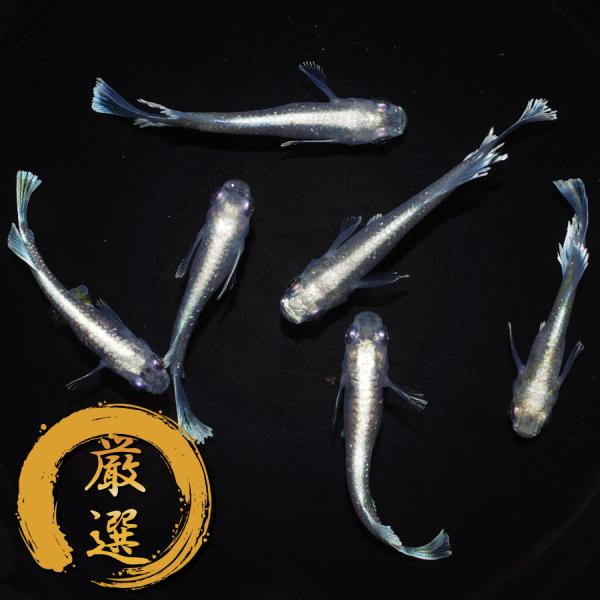 メダカ マリアージュキッシングワイドフィン メダカ めだか めだか 3ペア 生体 レビュー特典（産卵...