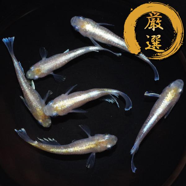 メダカ ルアンモルフォ メダカ めだか めだか 3ペア 生体 レビュー特典（産卵床＆餌）あり