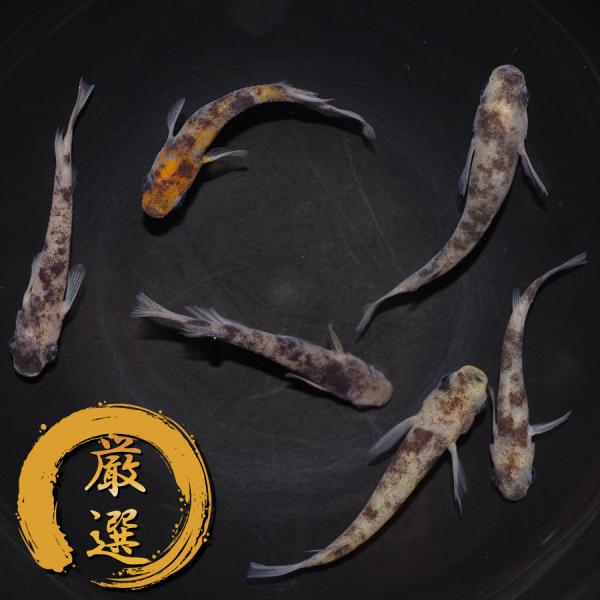 メダカ 和墨三色 メダカ めだか めだか 3ペア 生体 レビュー特典（産卵床＆餌）あり