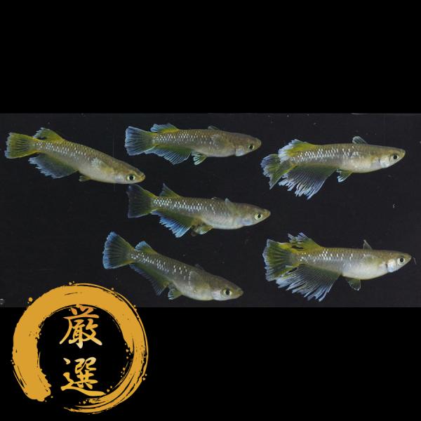 メダカ フロマージュ メダカ めだか（1） めだか 3ペア 生体 レビュー特典（産卵床＆餌）あり