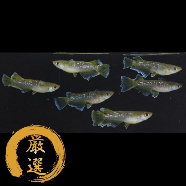 メダカ フロマージュ メダカ めだか（2） めだか 3ペア 生体 レビュー特典（産卵床＆餌）あり