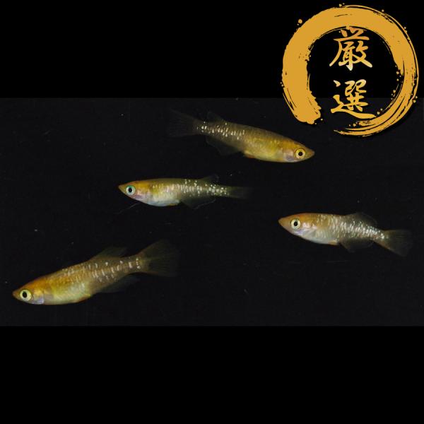 メダカ 来光系カガミ鱗 メダカ めだか めだか 1ペア+メス2 生体 レビュー特典（産卵床＆餌）あり