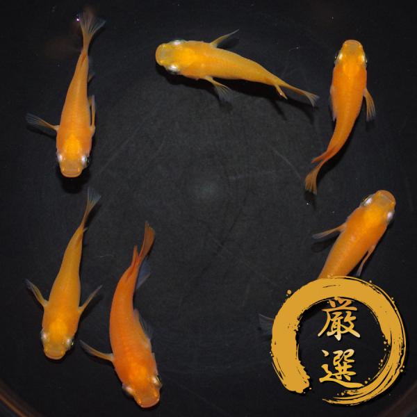 メダカ 楊貴妃ダルマ メダカ めだか めだか 3ペア 生体 レビュー特典（産卵床＆餌）あり