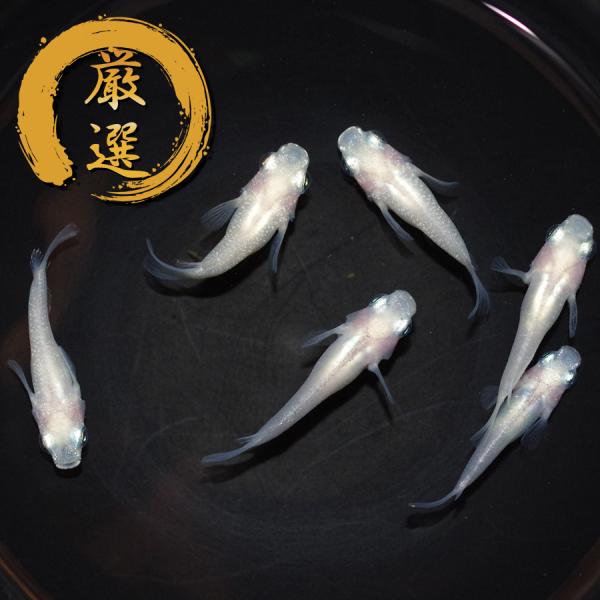 メダカ 紅ほっぺダルマ メダカ めだか めだか 3ペア 生体 レビュー特典（産卵床＆餌）あり