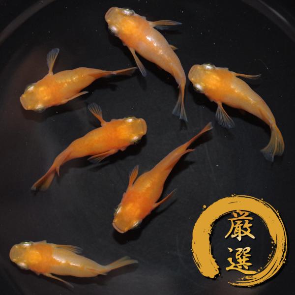 メダカ 朱天皇 メダカ めだか めだか 3ペア 生体 レビュー特典（産卵床＆餌）あり