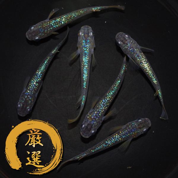 メダカ 令和黒ラメ幹之サファイア系 メダカ めだか めだか 3ペア 生体 レビュー特典（産卵床＆餌）...