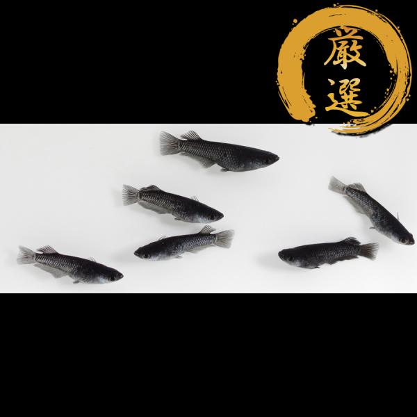 メダカ ミッドナイトフリル漆黒タイプ メダカ めだか めだか 3ペア 生体 レビュー特典（産卵床＆餌...