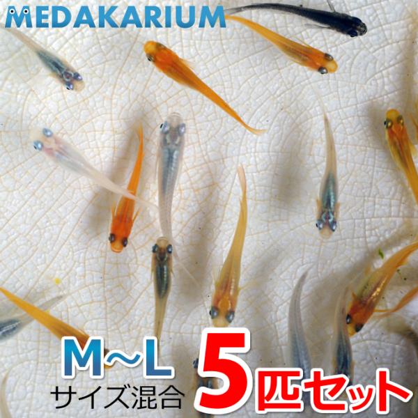 メダカ 厳選メダカミックス 5匹+α 生体 成魚 レビュー特典（産卵床＆餌）あり