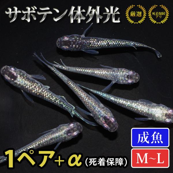 メダカ サボテン体外光 1ペア+α 成魚 レビュー特典（産卵床＆餌）あり めだか 生体