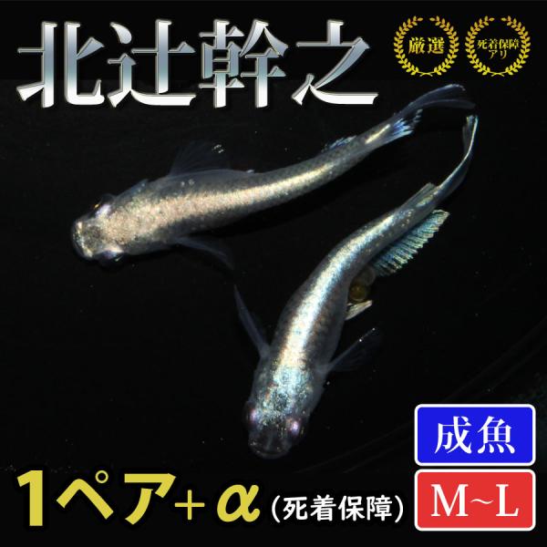 メダカ 北辻幹之 めだか 1ペア+α 生体 成魚 レビュー特典（産卵床＆餌）あり