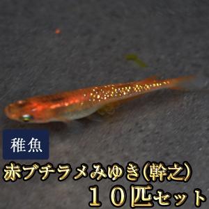 メダカ / 赤ブチラメみゆき（幹之）めだか 虹色ラメ 未選別 稚魚 SS-Sサイズ 10匹セット
