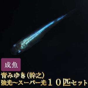 メダカ / 青みゆき（幹之）めだか強光〜スーパー光 10匹セット / 幹之メダカ