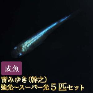 メダカ / 青みゆき（幹之）めだか強光〜スーパー光 5匹セット / 幹之メダカ
