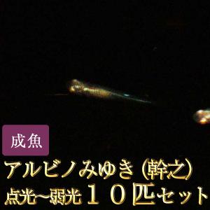 メダカ / アルビノみゆき（幹之）めだか点光〜弱光 10匹セット｜medakastory