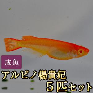 メダカ / アルビノ楊貴妃めだか 5匹セット