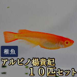 メダカ / アルビノ楊貴妃めだか 未選別 稚魚 SS-Sサイズ 10匹セット｜medakastory