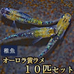 メダカ / オーロラ黄ラメめだか 虹色ラメ 未選...の商品画像