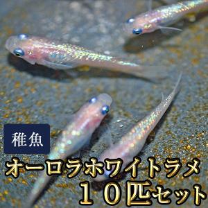 メダカ / オーロラホワイトラメめだか 未選別 稚魚 SS-Sサイズ