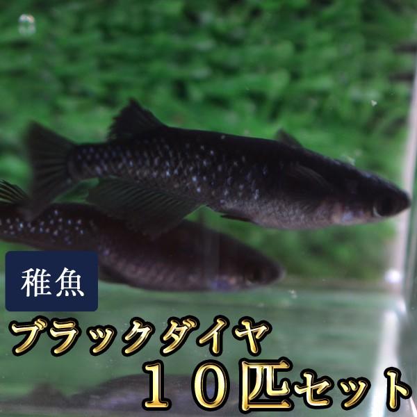 メダカ / ブラックダイヤ / オロチラメめだか 未選別 稚魚 SS-Sサイズ 10匹セット　限定大...