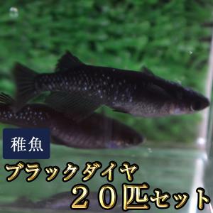 メダカ / 送料無料　ブラックダイヤ / オロチラメめだか 未選別 稚魚 SS-Sサイズ 20匹セット　（※沖縄は別途送料必要 ）｜めだか物語ヤフーショップ