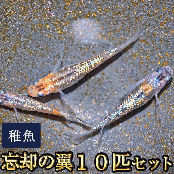 メダカ / 忘却の翼めだか 未選別 稚魚 SS-Sサイズ 10匹セット