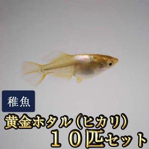 メダカ / 黄金ホタル（ヒカリ）めだか 稚魚 SS-Sサイズ 10匹セット / 鳳凰