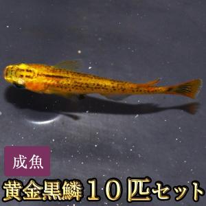 メダカ / 金閣めだか 未選別 稚魚 SS-Sサイズ 10匹セット : めだか物語