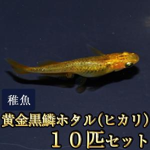 メダカ / 黄金黒鱗ホタル（ヒカリ）めだか 稚魚 SS-Sサイズ 10匹セット