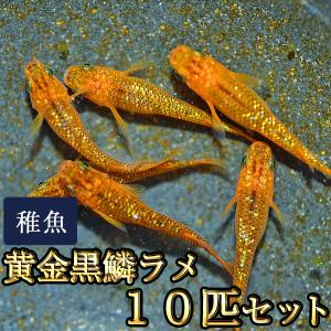 めだか物語ヤフーショップ ブラックリム 稚魚 稚魚 Ss Sサイズ Yahoo ショッピング