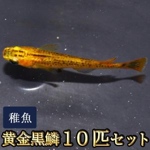 メダカ / 黄金黒鱗めだか 稚魚 SS-Sサイズ 10匹セット｜medakastory