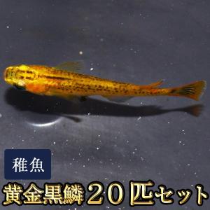 メダカ / 送料無料　黄金黒鱗めだか 稚魚 SS-Sサイズ 20匹セット　（※沖縄は別途送料必要）｜medakastory