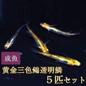 メダカ / 黄金三色錦透明鱗めだか 5匹セット｜medakastory