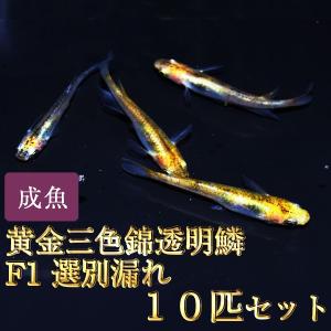 メダカ / 黄金三色錦透明鱗めだかF1 選別漏れ 10匹セット