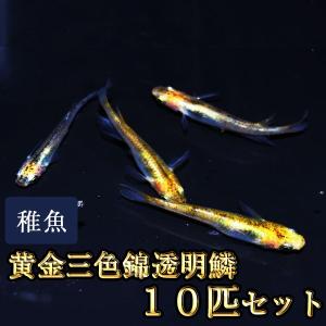 メダカ / 黄金三色錦透明鱗めだか 未選別 稚魚 SS-Sサイズ 10匹セット｜medakastory