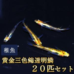 メダカ / 　黄金三色錦透明鱗めだか 未選別 稚魚 SS-Sサイズ