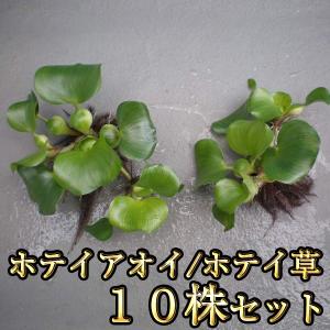 ホテイアオイ 10株セット / ホテイ草 / めだかの産卵床に　限定大