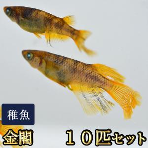 メダカ / 金閣めだか 未選別 稚魚 SS-Sサイズ 10匹セット