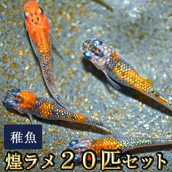 メダカ / 送料無料　煌ラメめだか 未選別 稚魚 SS-Sサイズ 20匹セット / きらめきラメ　（...