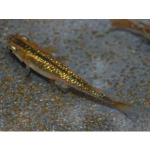 メダカ / 琥珀ラメみゆき（幹之）めだか 虹色ラメ 未選別 稚魚 SS-Sサイズ 5匹セット