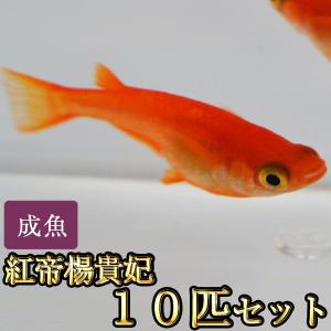 メダカ / 紅帝楊貴妃めだか 10匹セット