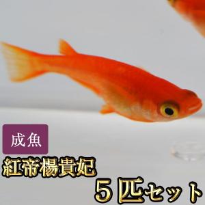 メダカ / 紅帝楊貴妃めだか 5匹セット