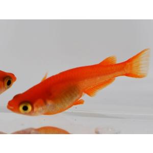 メダカ / 紅帝楊貴妃めだか 5匹セットの詳細画像1