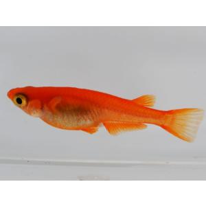 メダカ / 紅帝楊貴妃めだか 5匹セットの詳細画像2