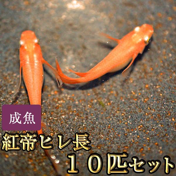 メダカ / 紅帝ヒレ長めだか 10匹セット