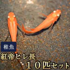 メダカ / 紅帝ヒレ長めだか 未選別 稚魚 SS-Sサイズ 10匹セット
