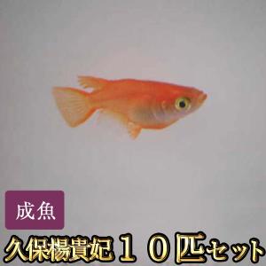 メダカ / 久保楊貴妃めだか 10匹セット / 楊貴妃メダカ