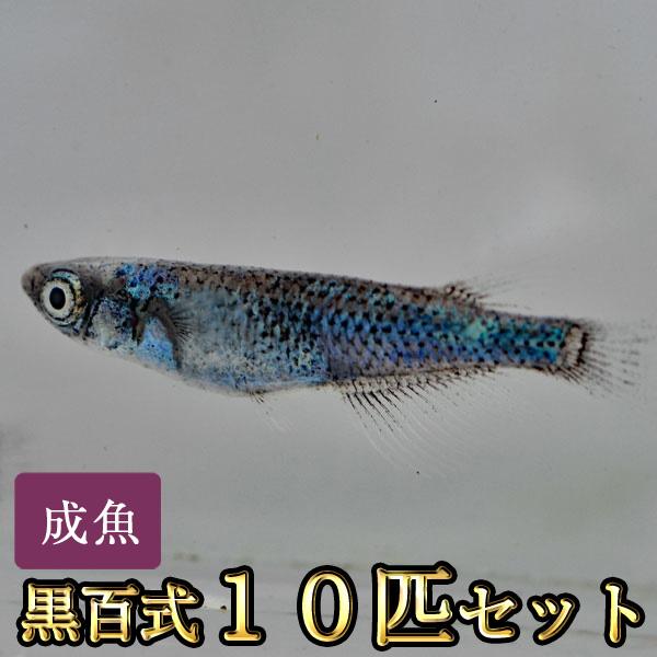 メダカ / 黒百式めだか 10匹セット